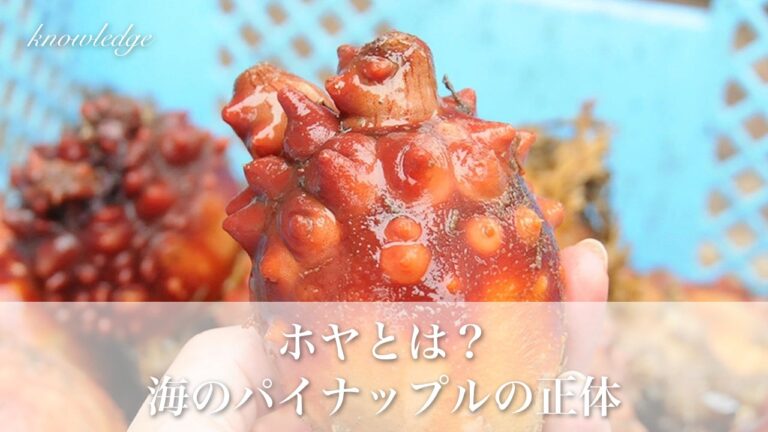 ホヤとは?「海のパイナップル」と呼ばれる三陸の味覚の正体と食べ方