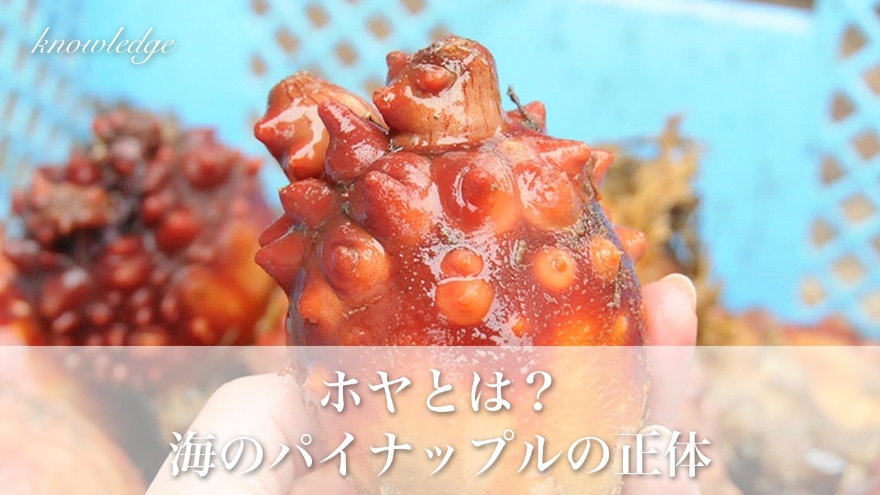 ホヤとは?「海のパイナップル」と呼ばれる三陸の味覚の正体と食べ方