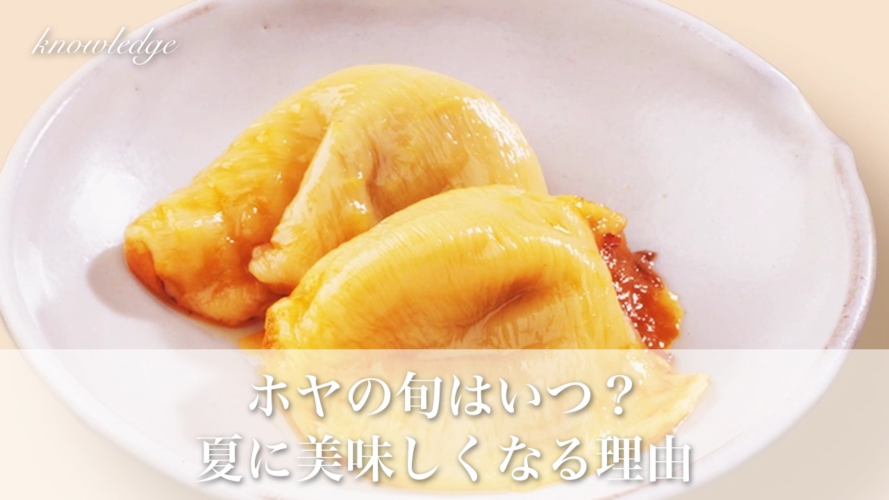 ホヤの旬はいつ?三陸産は初夏から秋、夏に美味しくなる理由